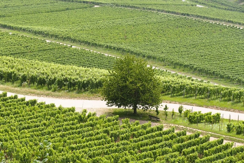 Stellenbosch Vineyard