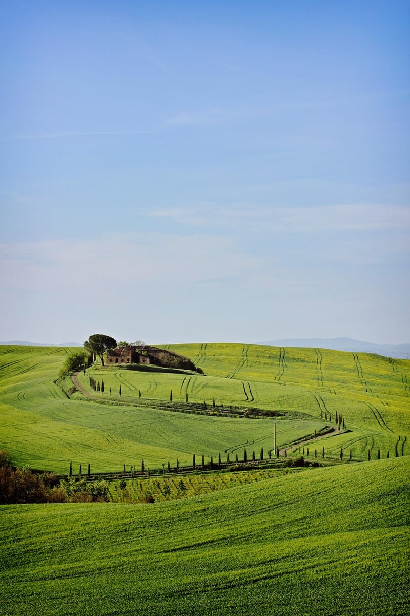 Tuscany Vineyard
